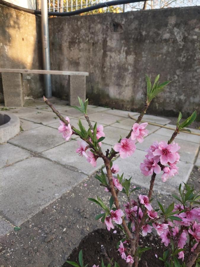 B&B Villa La Ginestra Boscoreale Eksteriør billede